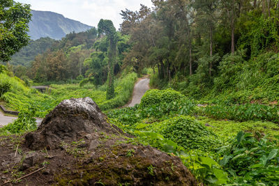 Green landscape with wild growing zucchini plants, trail path in the interior of the island reunion