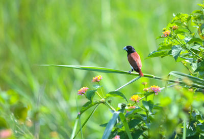 Bird perching on a plant