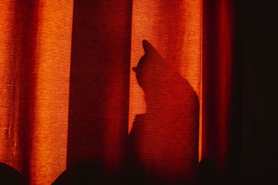 Shadow of cat seen through curtain