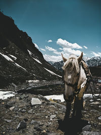 Rear view of horse standing on snow covered mountain
