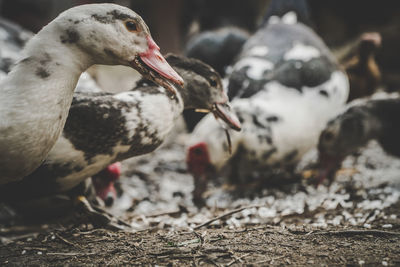 Close-up of duck on field