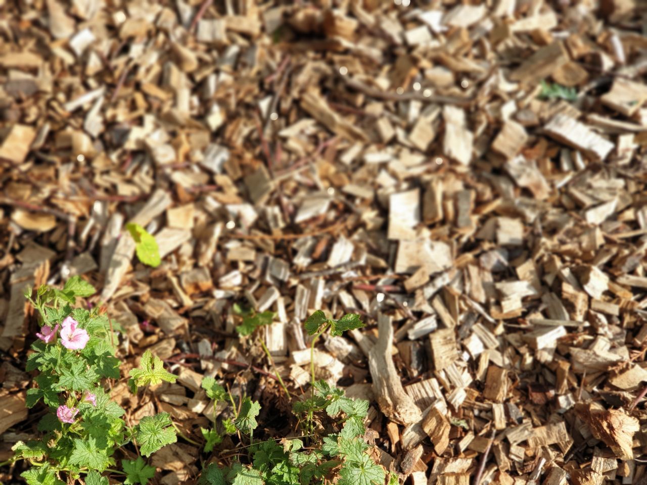 HIGH ANGLE VIEW OF PLANTS GROWING ON FIELD