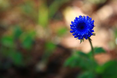 Close-up of purple flowering plant