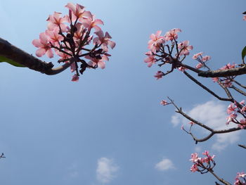 Low angle view of cherry blossoms in spring