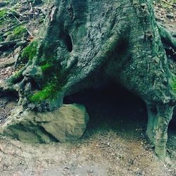 Close-up of tree trunk