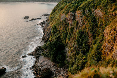 High angle view of plant on rock by sea