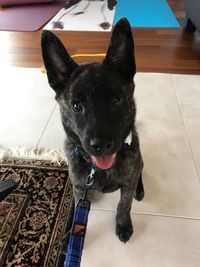 High angle portrait of dog