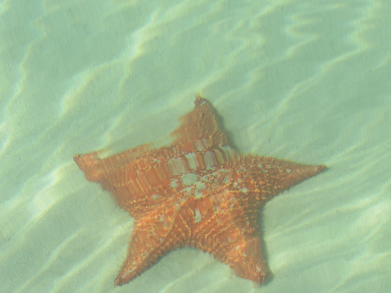 CLOSE-UP OF FISH SWIMMING IN SEA