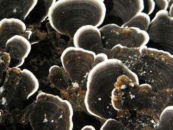 Full frame shot of mushrooms growing outdoors