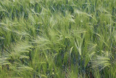 Full frame shot of corn field