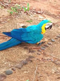 Close-up of blue parrot perching on wood