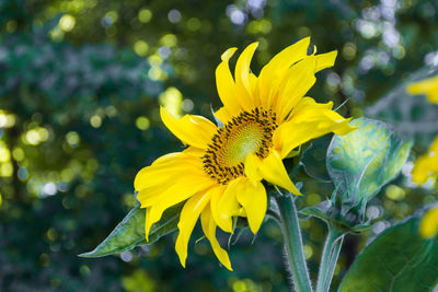 Close-up of yellow flowering plant