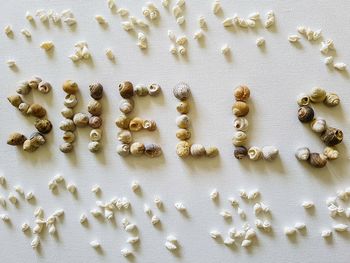 Directly above shot of text made with seashells on table