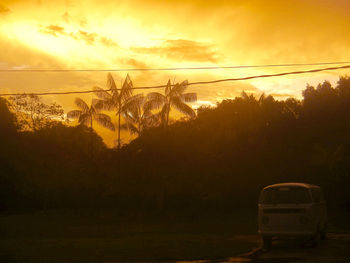 Sun shining through trees