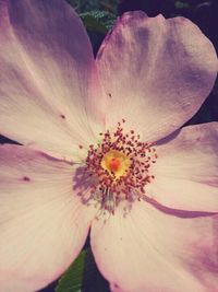 Macro shot of pink flower