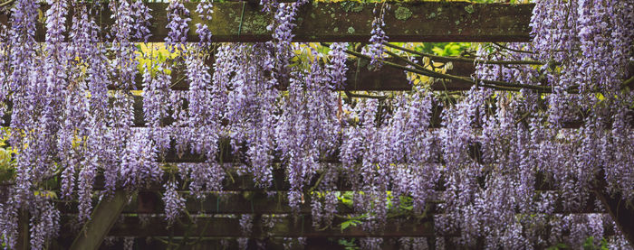 Close-up of fresh purple flower plants in garden