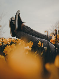 Close-up of yellow flowering plant on field against sky
