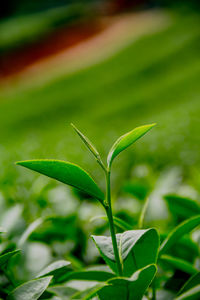 Close-up of plant growing on field