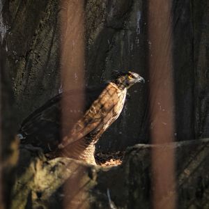 Close-up of bird perching on wood