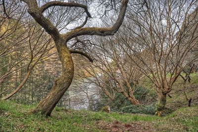 Bare tree on field in forest