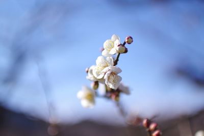 Close-up of white cherry blossom on tree