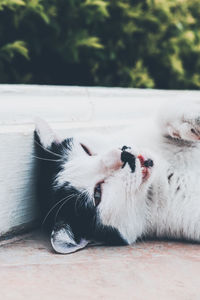 Close-up of a cat resting