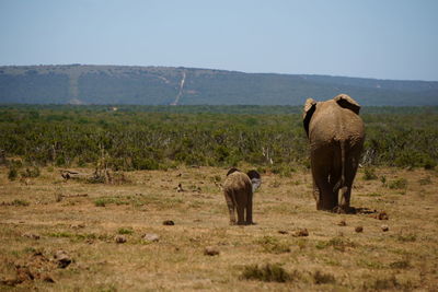 Elephant on field against sky