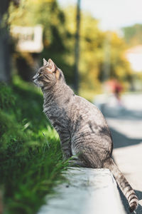 Close-up of a cat looking away