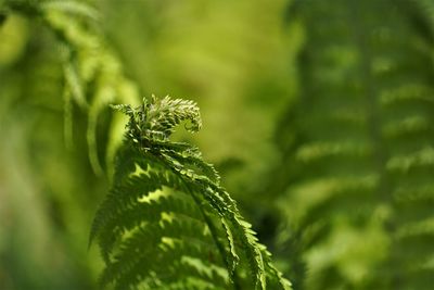 Close-up of fresh green plant