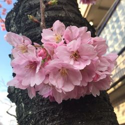 Close-up of fresh pink flowers