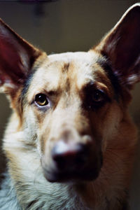 Close-up portrait of a dog