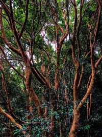 Trees in forest