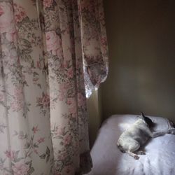 Close-up of cat lying on bed