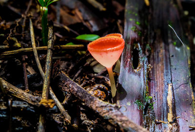 Close-up of mushroom growing on field