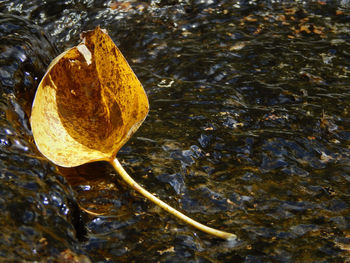 Close-up of yellow leaf floating on water