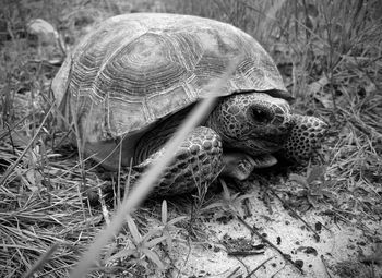 Close-up of turtle on field