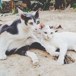 Portrait of cats relaxing on land