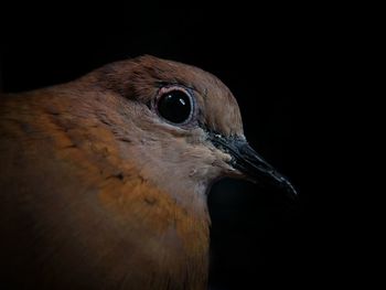 Close-up of bird against black background