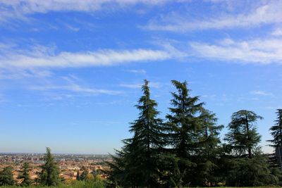 Trees on landscape against blue sky