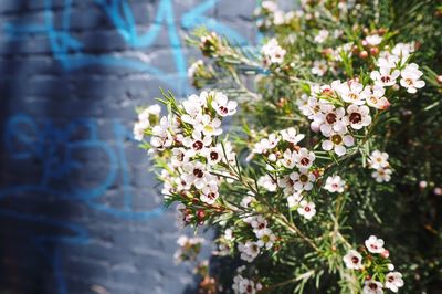 Close-up of flowering plant