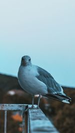 Close-up of seagull perching on wood against sky