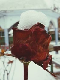 Close-up of frozen plant