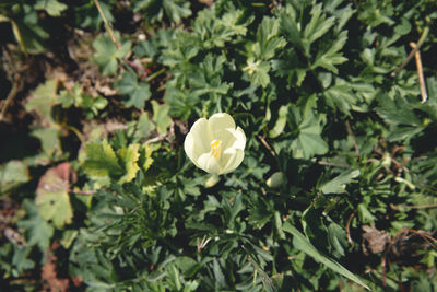 Close-up of white flowering plant