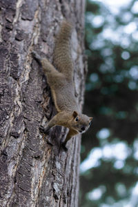 Close-up of squirrel on tree trunk