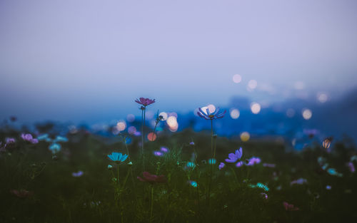 Flowers growing on field against sky during sunset