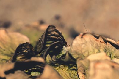 Close-up of butterfly on plant