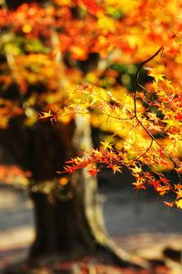 Close-up of maple tree during autumn