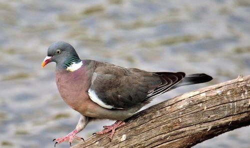 Close-up of bird perching on wood