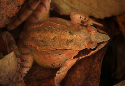 Close-up of lizard