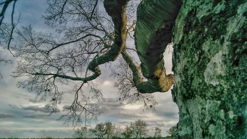 Trees on landscape against cloudy sky